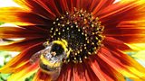 The fight to save the British bee