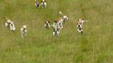 Hound trailing
