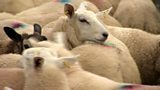 Lamb