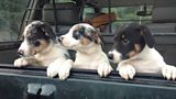 The Welsh Sheepdog