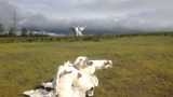 Knitted Kelpies