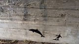 Anonymous graffiti