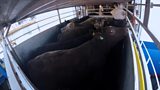 Orkney Cattle