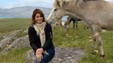 Eriskay Ponies