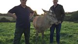 Autumn deer farming