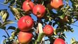 Apples of the future