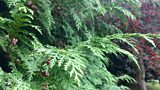 It’s time to plant your Conifers