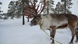 REINDEER
