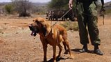 The Rhino Dog Squad