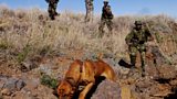 Canine crime-fighters