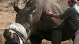 Save the Rhino International