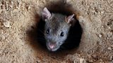 Rodent