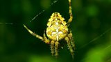 SPIDERS