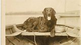 Dog in a Clinker