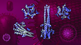 Influenza Virus Haemagglutinin