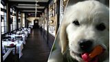 'DOG-IST'?