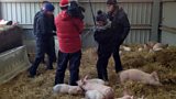 Farming on the fringe