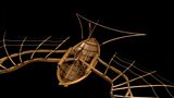 Leonardo da Vinci: The Mechanics of Genius