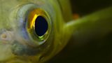 Ditch the fish – call to aquarium to axe seafood #ÃÛÑ¿´«Ã½Nolan