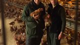 Vicious Sid and the free range hens
