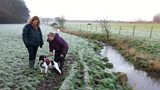 Ecology dogs