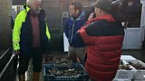 Mersea Island oysters