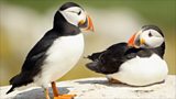Rathlin West Seabird Centre