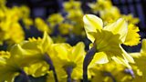 Spring Flowering