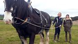 Clydesdales