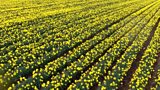 Daffodils