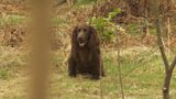 Gundog Rescue