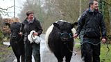 Showing Belted Galloways
