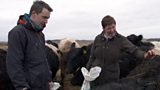 Belted Galloways at Mochrum Castle