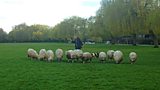 Shakespeare’s Sheep