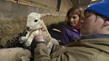 Lambing
