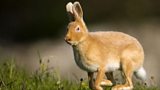 Rathlin's Golden Hare