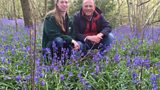 Bluebells