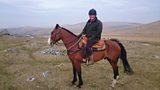 Dartmoor Cattle Drive