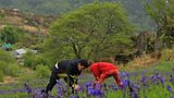 Bluebells