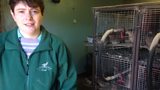 From Cows to Quails