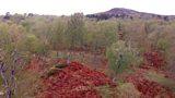 Rewilding
