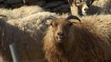North Ronaldsay Mutton