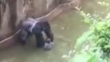 Zoo defends shooting gorilla dead to rescue child