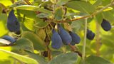 Honeyberries