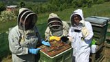 Should Mary Berry take up bee-keeping?