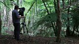 Drought scars in the woodland