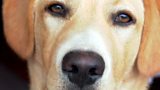 Should we allow our canine friends into restaurants? @jillybeattie and @EJWoolf discuss #ÃÛÑ¿´«Ã½Nolan