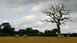 Tree of the Year