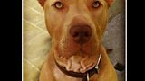Belfast family left devastated after police and council dog wardens remove their pet dog, Hank