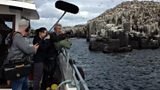 Diving Auks